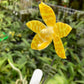 Phal amboinensis var flava x sib, species, yellow flower and fragrant!