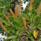 In spike! Liparis grossa, compact easy to grow