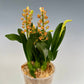 In spike! Liparis grossa, compact easy to grow
