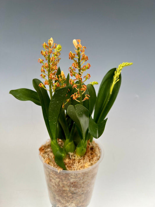In spike! Liparis grossa, compact easy to grow
