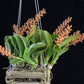 In spike! Liparis grossa, compact easy to grow