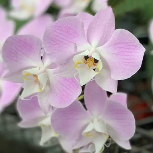 Silver leaves! Phal. sanderiana x sib (silver), orchid species