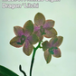 Phal. Mituo Gigan Dragon 'Litchi' (MCL141), waxy long lasting flower, very special pattern