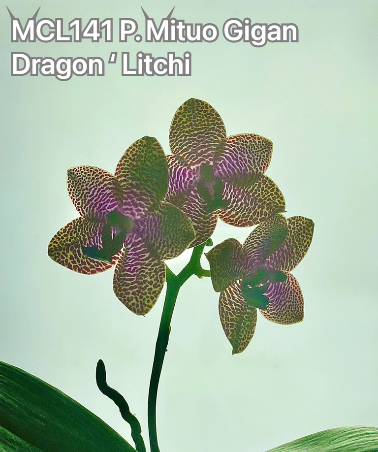 Phal. Mituo Gigan Dragon 'Litchi' (MCL141), waxy long lasting flower, very special pattern