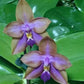 Unique color! P. Mituo GH King Star 'UV rays' (MCL139)
