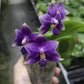 Smell like roses! Phalaenopsis violacea indigo ‘Jia Ho Blue moon’ - award winning species SM/TOGA