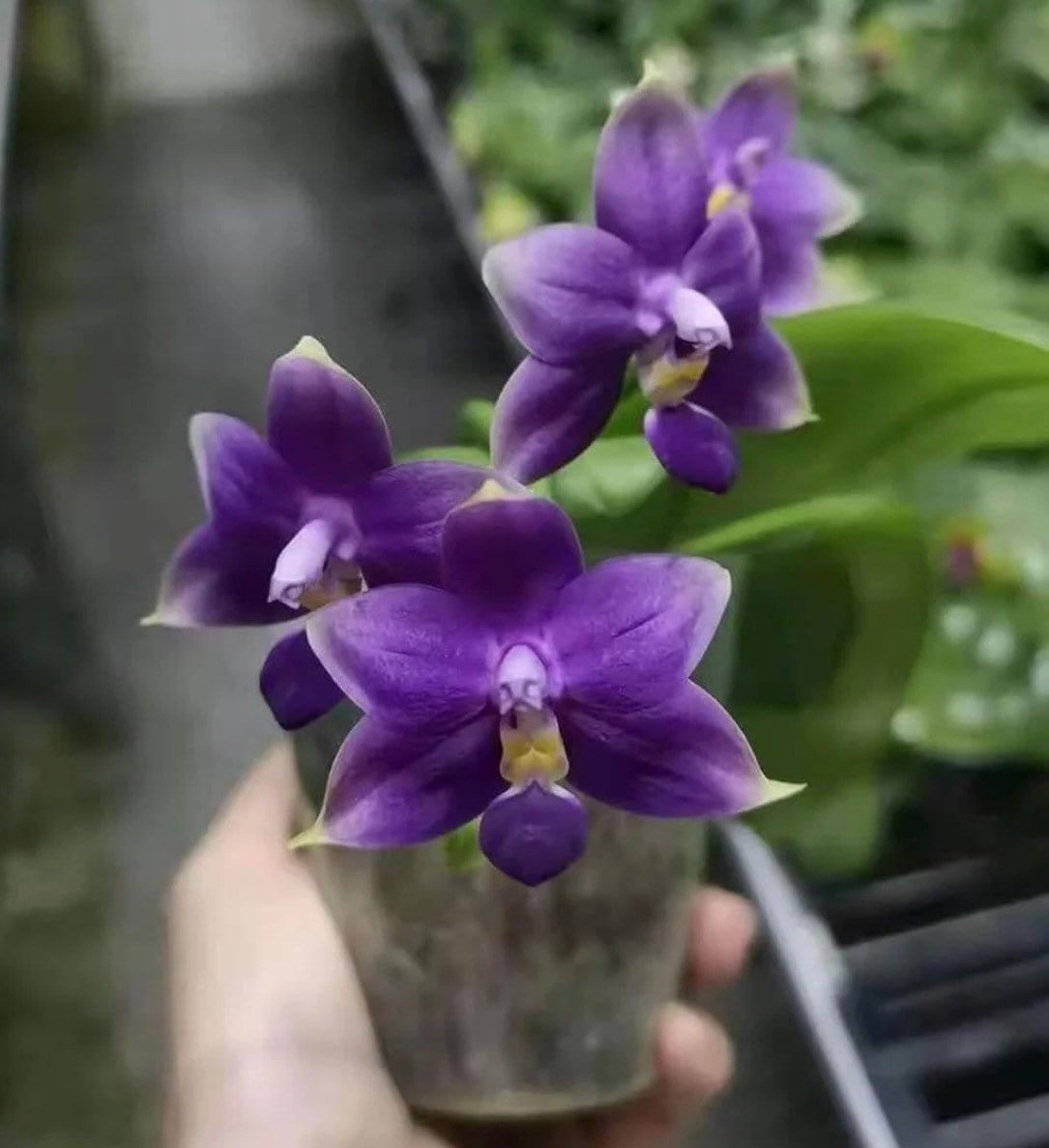 Smell like roses! Phalaenopsis violacea indigo ‘Jia Ho Blue moon’ - award winning species SM/TOGA