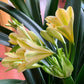 In spike of 8y+ mature plant! Hirao green x Darma green yellow, originally bred in Japan, 绿花君子兰