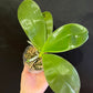 Rare! Phal. Mituo Purple Dragon ‘Blue Python’ (MCL147)