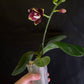 MCL158 P. Mituo Reflex DD’ Mituo#21 — big leaves and healthy orchid!