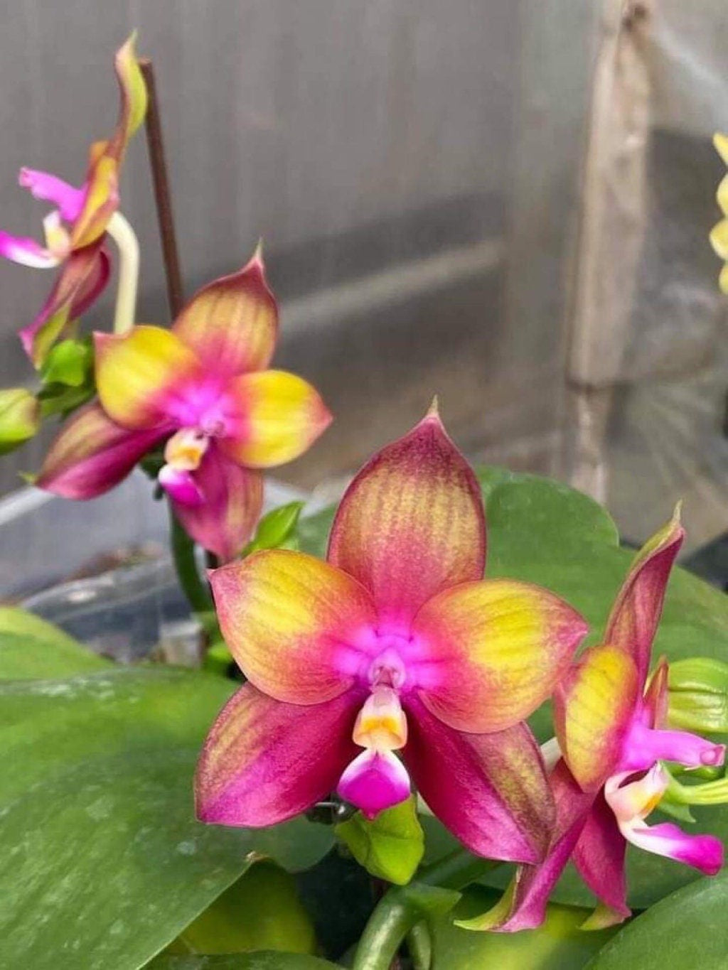 Phal. Mituo Love ‘Rainbow 520’ AM/AOS — cute round leaves and fragrant,