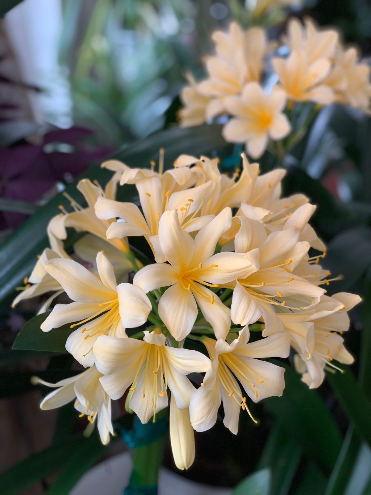 XL & 10y+ mature plant! Clivia Longwood Yellow, Flowering size ready to bloom soon，长木黄花君子兰