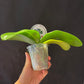 Phal. Mituo Gigan Dragon 'Litchi' (MCL141), waxy long lasting flower, very special pattern