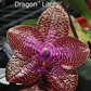 Phal. Mituo Gigan Dragon 'Litchi' (MCL141), waxy long lasting flower, very special pattern