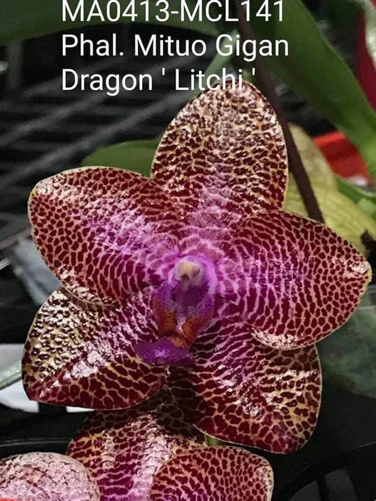 Phal. Mituo Gigan Dragon 'Litchi' (MCL141), waxy long lasting flower, very special pattern