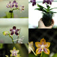 Triple spikes! Phal. Specious Dragon (P. Mituo Reflex Dragon ' Blue -2 ' AM/AOS X P. Mituo Speciosa’ Mituo#1’) (AMM11)