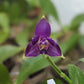 Smell like roses! Phalaenopsis violacea indigo ‘Jia Ho Blue moon’ - award winning species SM/TOGA