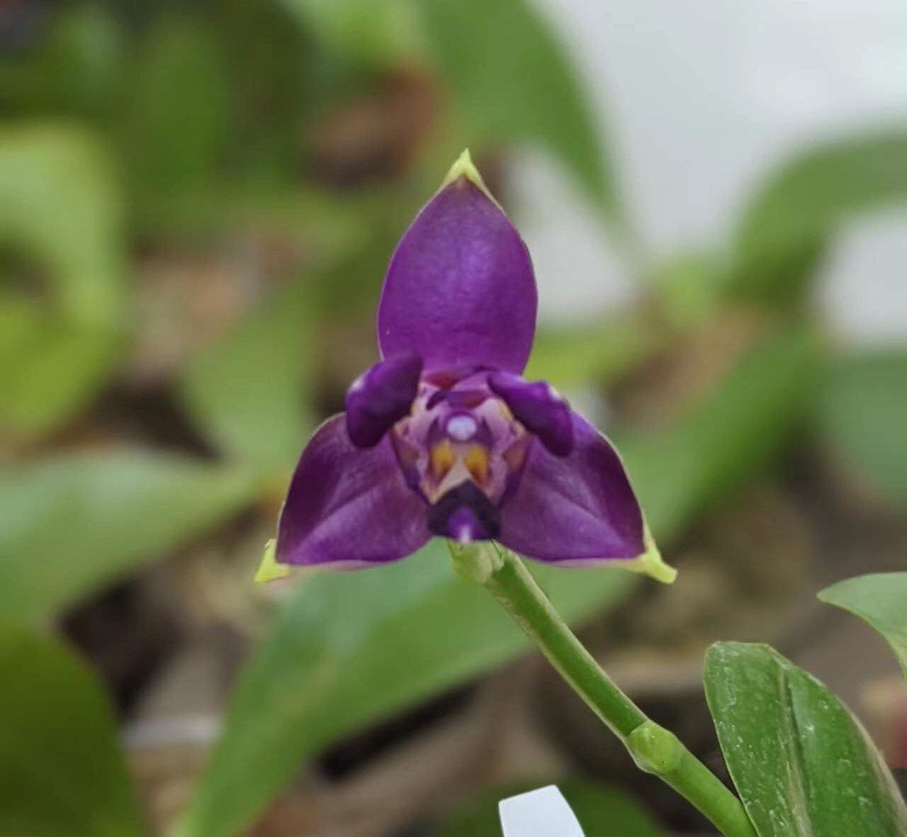 Smell like roses! Phalaenopsis violacea indigo ‘Jia Ho Blue moon’ - award winning species SM/TOGA