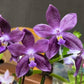 Rare! P. Mituo speciosa ‘ Blue Starfish’ (MO786), very fragrant
