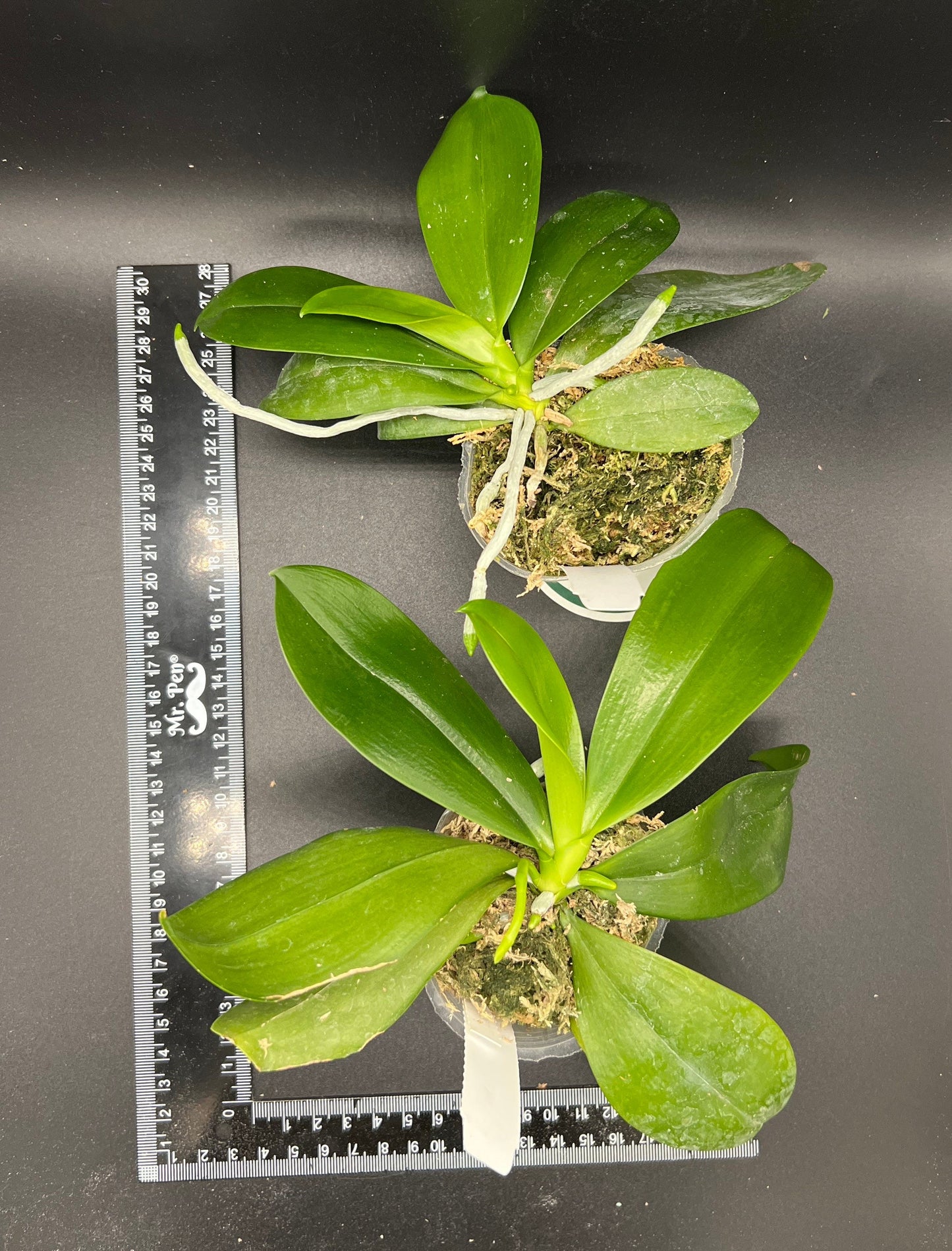 Phal. tetraspis 'C1'-species, unique flower color patterns, random petal color in red or white