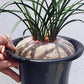 Orchid Protective Net over pot
