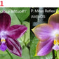 Triple spikes! Phal. Specious Dragon (P. Mituo Reflex Dragon ' Blue -2 ' AM/AOS X P. Mituo Speciosa’ Mituo#1’) (AMM11)