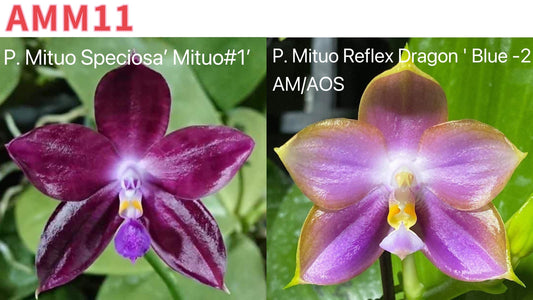 Triple spikes! Phal. Specious Dragon (P. Mituo Reflex Dragon ' Blue -2 ' AM/AOS X P. Mituo Speciosa’ Mituo#1’) (AMM11)