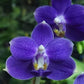 Phal. Lioulin Blue Bunny, fragrant