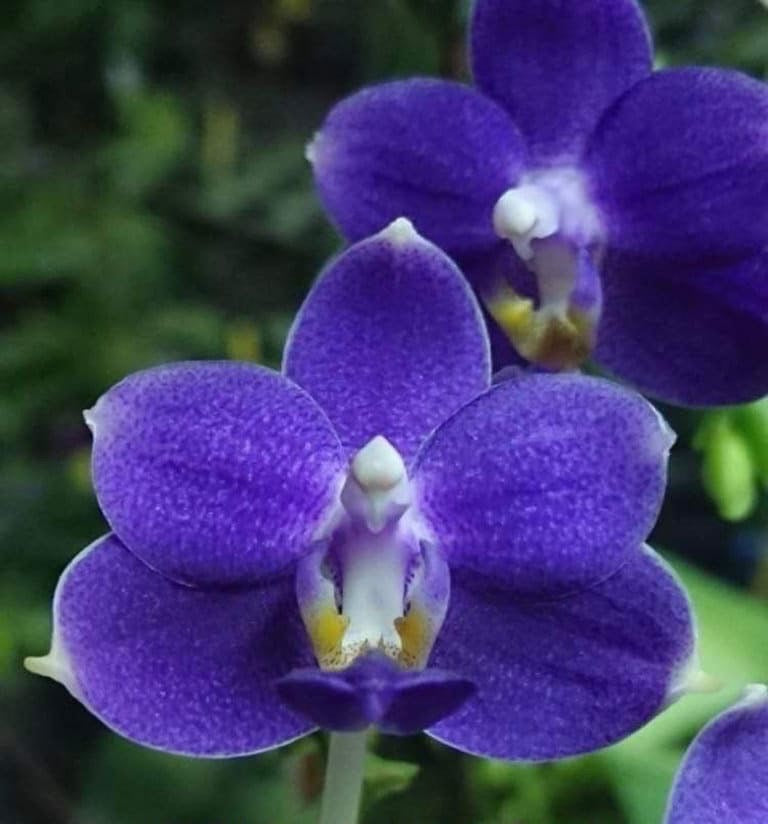 Phal. Lioulin Blue Bunny, fragrant