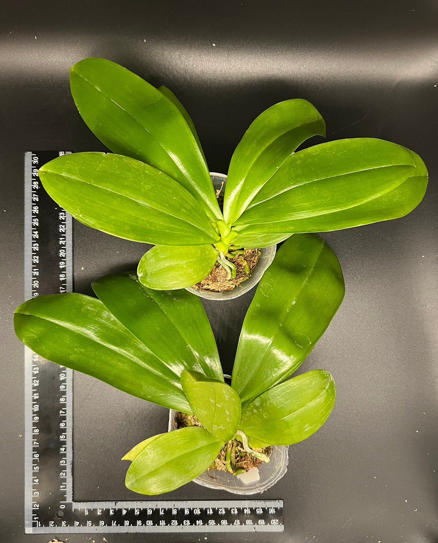 Phal. tetraspis 'C1'-species, unique flower color patterns, random petal color in red or white