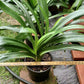 XL & 7y+ mature plant! Clivia plant, Pastel x Long Wood Fireworks, >12 leaves, Flowering size， 君子兰