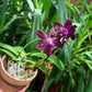 Rare! P. Mituo speciosa ‘ Blue Starfish’ (MO786), very fragrant