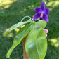 Smell like roses! Phalaenopsis violacea indigo ‘Jia Ho Blue moon’ - award winning species SM/TOGA