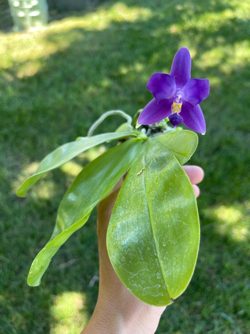 Smell like roses! Phalaenopsis violacea indigo ‘Jia Ho Blue moon’ - award winning species SM/TOGA