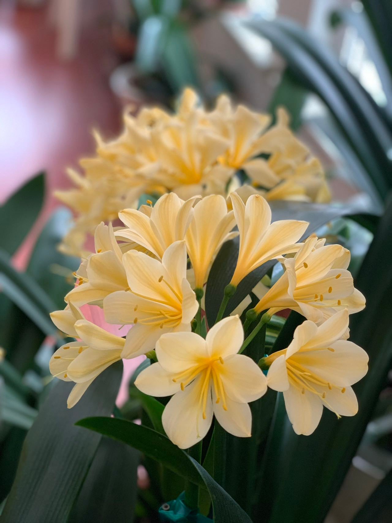 XL & 10y+ mature plant! Clivia Longwood Yellow, Flowering size ready to bloom soon，长木黄花君子兰