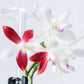 Phal. tetraspis 'C1'-species, unique flower color patterns, random petal color in red or white