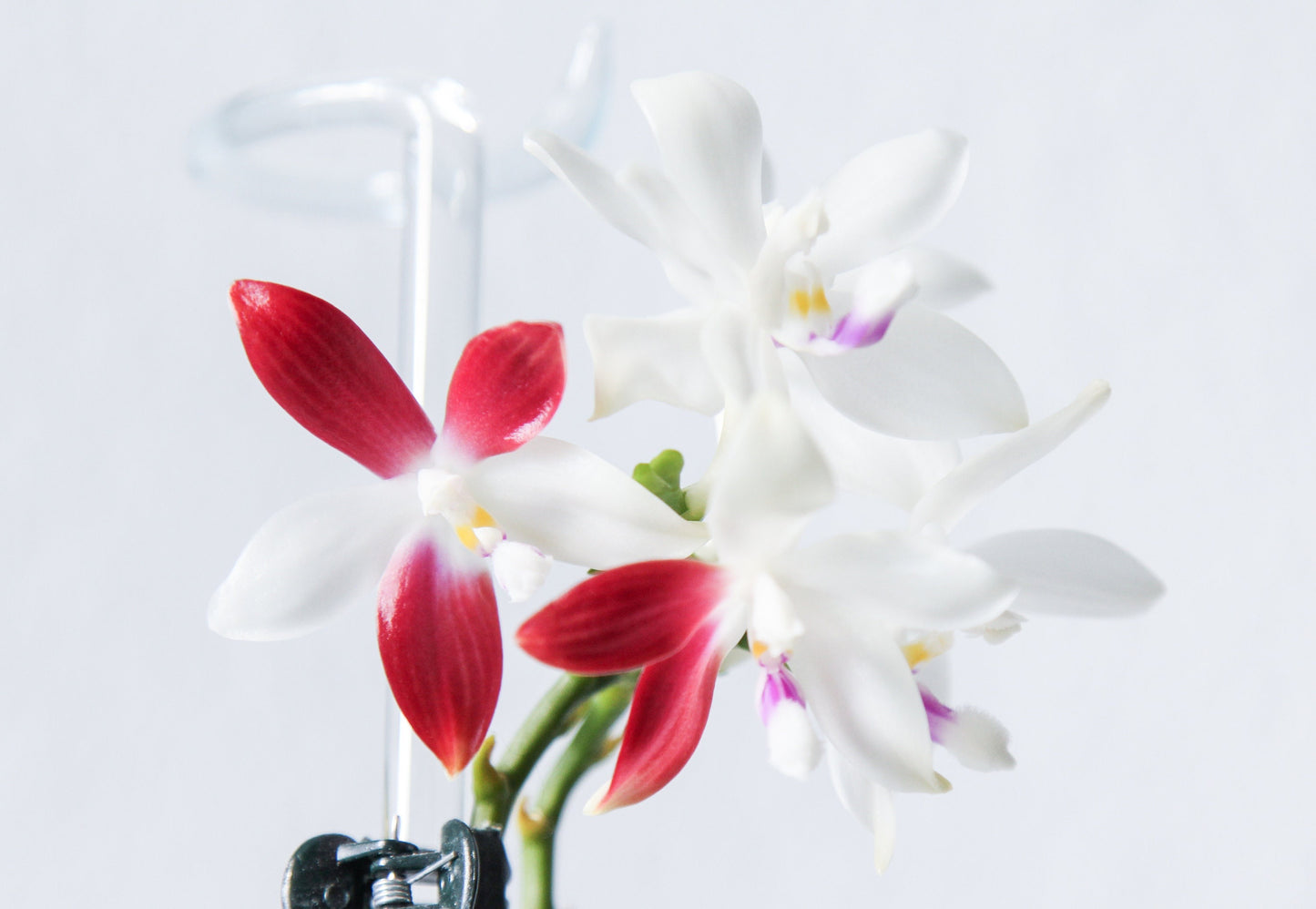 Phal. tetraspis 'C1'-species, unique flower color patterns, random petal color in red or white