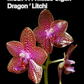 Phal. Mituo Gigan Dragon 'Litchi' (MCL141), waxy long lasting flower, very special pattern