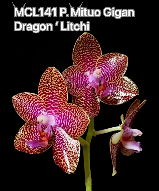 Phal. Mituo Gigan Dragon 'Litchi' (MCL141), waxy long lasting flower, very special pattern