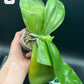 Phal Mituo Purple Oriole (P. Mituo Gelb Eagle 'Oriole' X P. Mituo Purple Dragon 'B37') (AMM13)