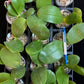Smell like roses! Phalaenopsis violacea indigo ‘Jia Ho Blue moon’ - award winning species SM/TOGA