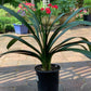 XL & 7y+ mature plant! Clivia plant, Pastel x Long Wood Fireworks, >12 leaves, Flowering size， 君子兰