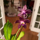 Rare! P. Mituo speciosa ‘ Blue Starfish’ (MO786), very fragrant