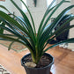 XL & 10y+ mature plant! Clivia Shiga Multiple, Flowering size ready to bloom soon，复瓣橙红花君子兰