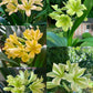 In spike of 8y+ mature plant! Hirao green x Darma green yellow, originally bred in Japan, 绿花君子兰