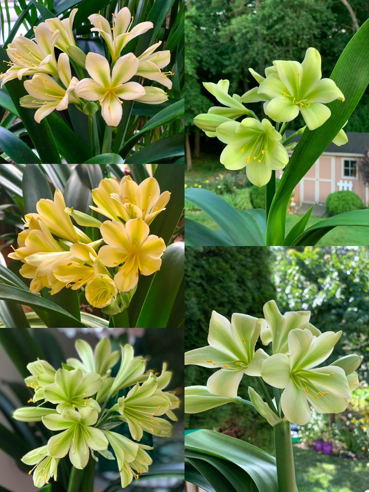 In spike of 8y+ mature plant! Hirao green x Darma green yellow, originally bred in Japan, 绿花君子兰