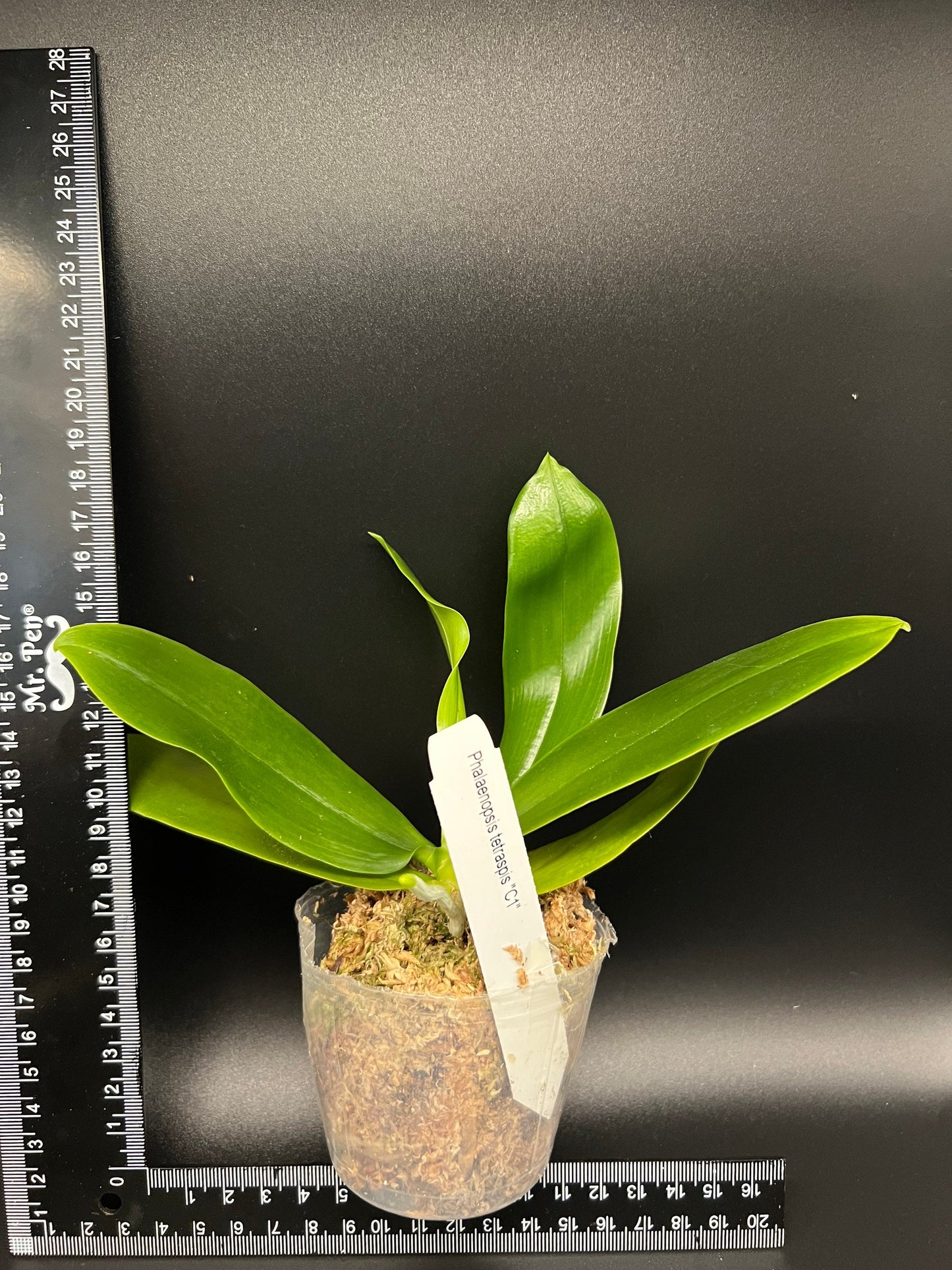 Phal. tetraspis 'C1'-species, unique flower color patterns, random petal color in red or white