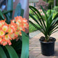 XL & 7y+ mature plant! Clivia plant, Pastel x Long Wood Fireworks, >12 leaves, Flowering size， 君子兰
