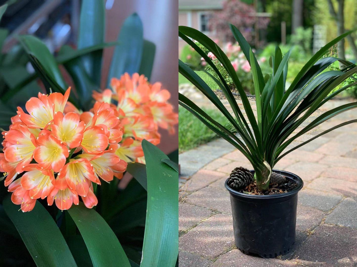 XL & 7y+ mature plant! Clivia plant, Pastel x Long Wood Fireworks, >12 leaves, Flowering size， 君子兰