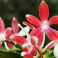 Phal. tetraspis 'C1'-species, unique flower color patterns, random petal color in red or white
